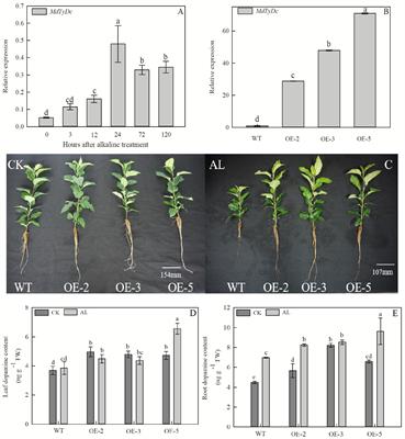 MdTyDc Overexpression Improves Alkalinity Tolerance in Malus domestica